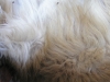 Do I have any fleas?