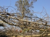 Vines