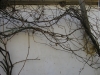 Vines