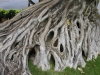 Million Years Root