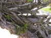 Million Years Root