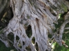 Million Years Root