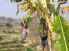 Banana Tree