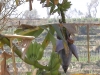 Banana Tree