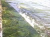 Algae