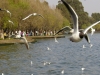 Seagulls