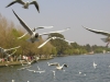 Seagulls