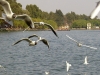 Seagulls
