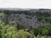 Stone Forest