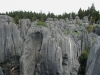 Stone Forest