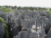 The forest of stone