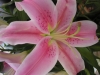 Lily
