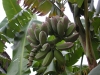 Bananas Tree