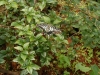 The Butterfly