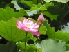 Lotus Blossom