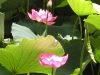 Lotus Blossom