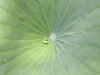 Drop of Water