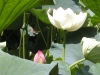 White Lotus Blossom