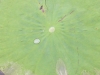 Drop of Water