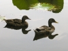 Ducks