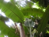Banana Trees