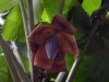 Banana Flower
