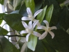 Lime Flowers