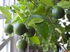 Limes