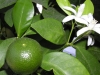 Limes and FLowers
