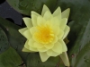 Water Lily