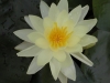 Water Lily