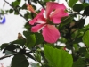 FLower II