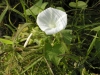 Wild Flower