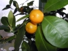 Tangerine