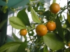 Tangerine