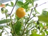 Tangerine