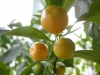Tangerine