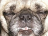 Like my teeth?