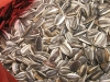 Sun Flower Seeds